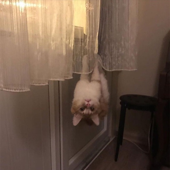 Meet your Posher, Eroca - Picture 1 of 1